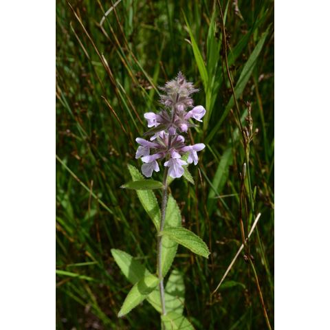 Stachys palustris