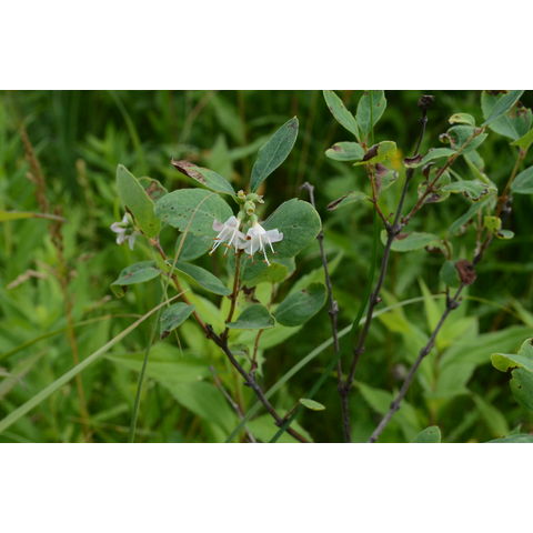 Symphoricarpos occidentalis