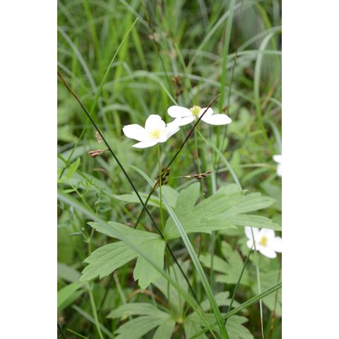 Anemone canadensis