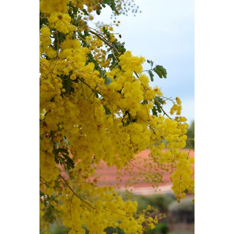 Acacia spectabilis