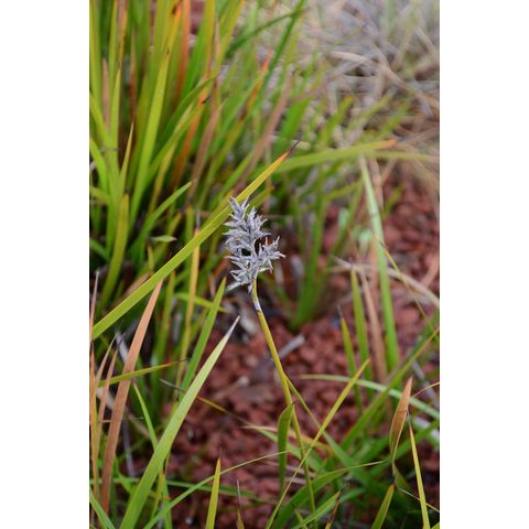 Lepidosperma concavum (Cyperaceae)