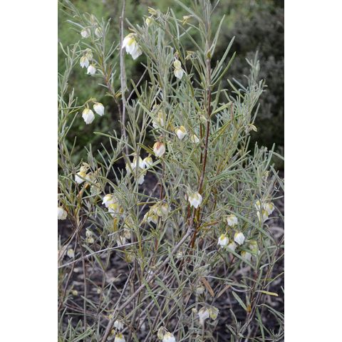 Guichenotia macrantha (Sterculiaceae)