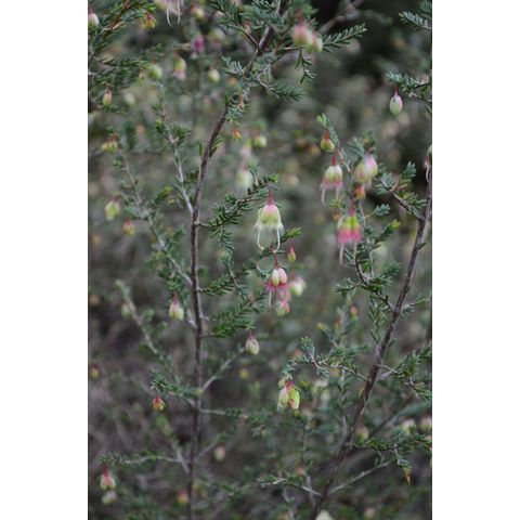 Homoranthus darwinioides