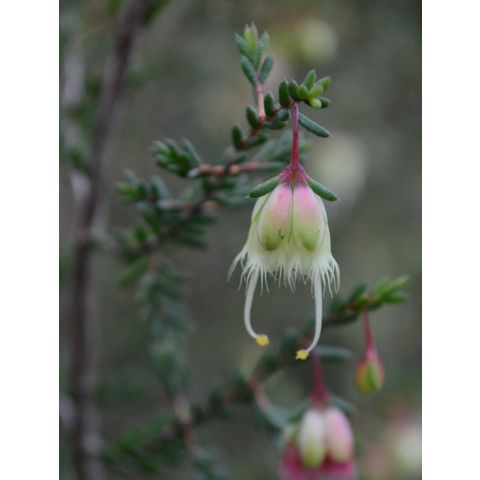 Homoranthus darwinioides