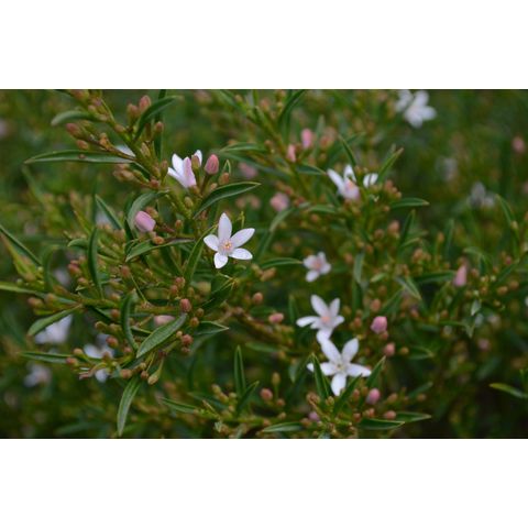 Philotheca myoporoides subsp. acuta (Rutaceae)