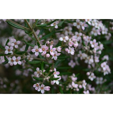 Zieria 'Pink Crystals' (Rutaceae)