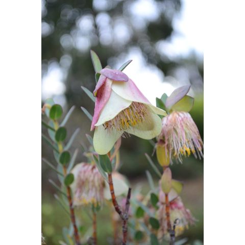Pimelea physodes (Thymelaeaceae)