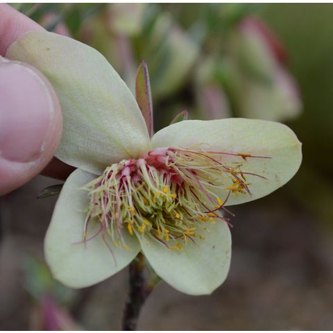 Pimelea physodes (Thymelaeaceae)