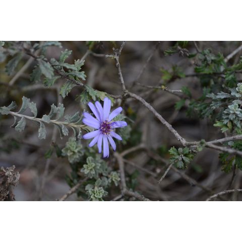 Olearia astroloba