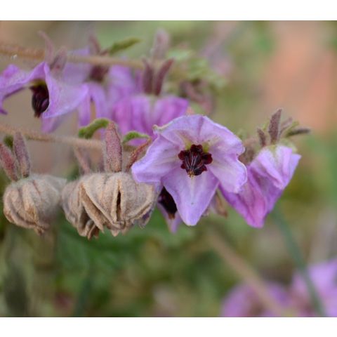 Thomasia tenuivestita (Sterculiaceae)