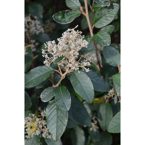 Pomaderris elliptica (Rhamnaceae)