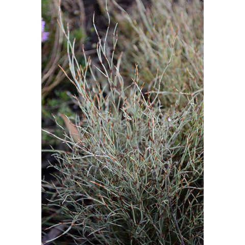 Hypolaena fastigiata (Restionaceae)