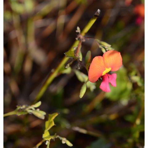 Chorizema illilifolium (Leguminosae)