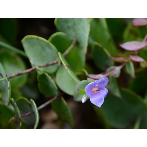 Derwentia perfoliata (Scrophularicaeae)