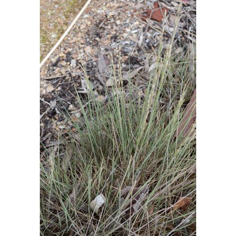 Triodia irritans (Gramineae)