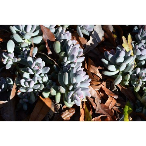 Pachyphytum oviferum