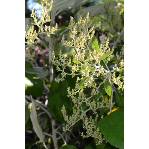 Brachyglottis repanda