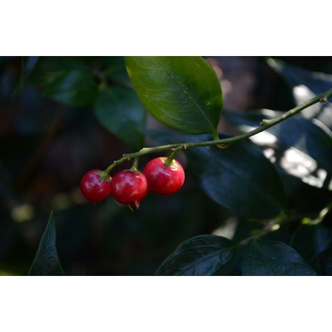 Sarcococca ruscifolia