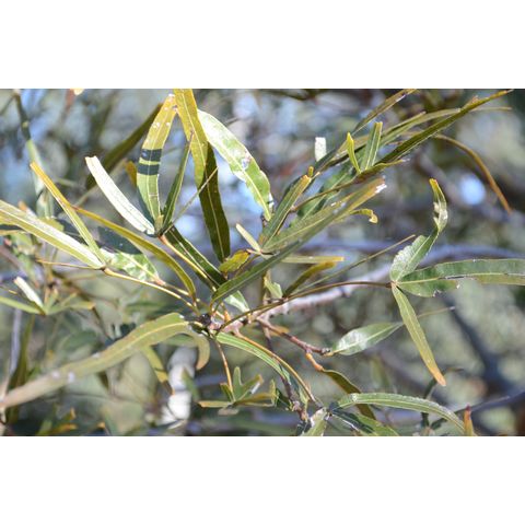 Brachychiton rupestris