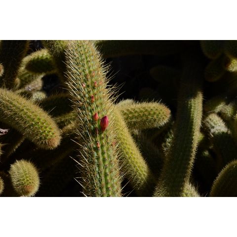 Cleistocactus winteri