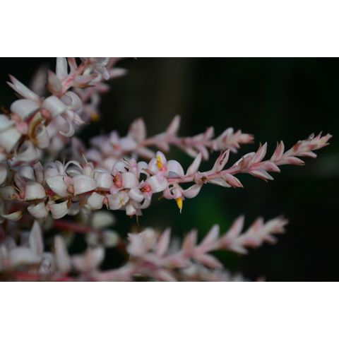 Helmholtzia glaberrima