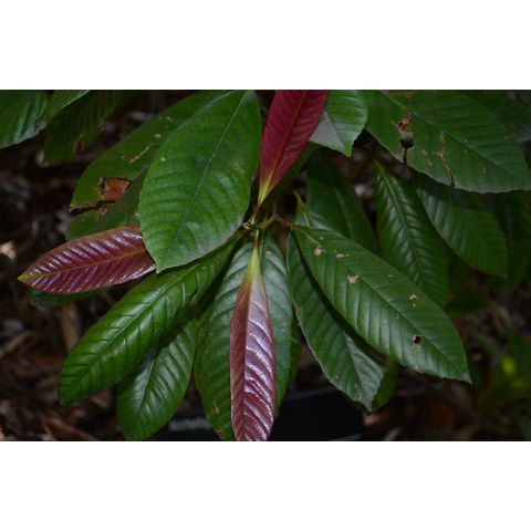 Nothofagus codonandra