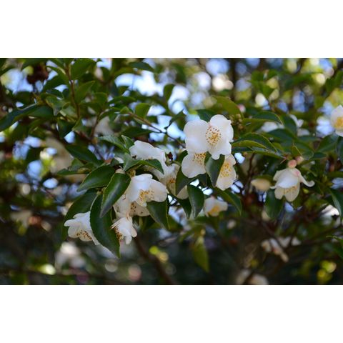 Camellia lutchuensis