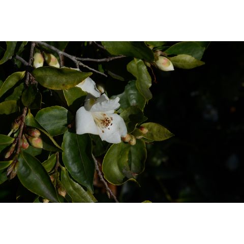 Camellia laterna
