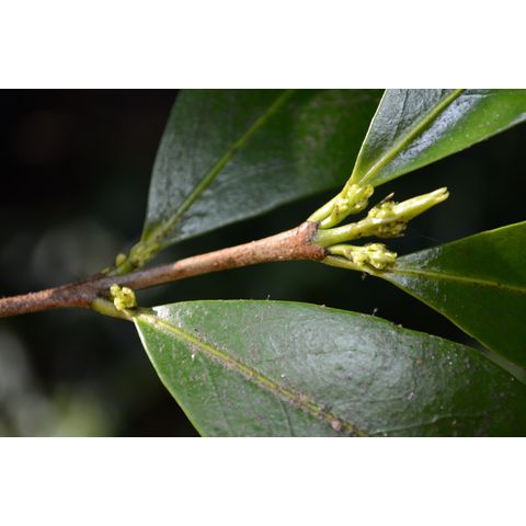 Elaeodendron australe (Celastraceae)