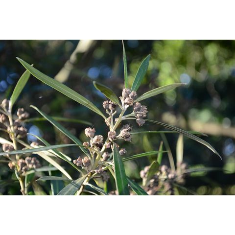 Tristaniopsis laurina (Myrtaceae)