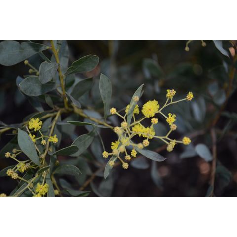 Acacia sporadica