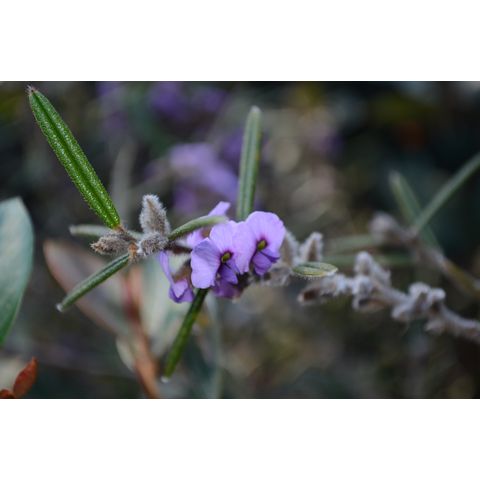Hovea pannosa