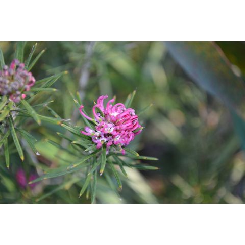 Grevillea confertifolia