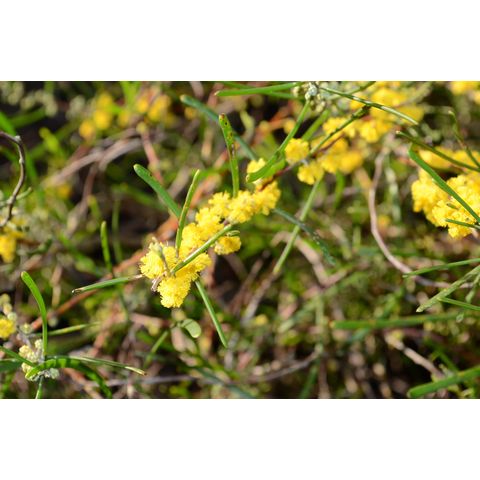 Acacia farinosa