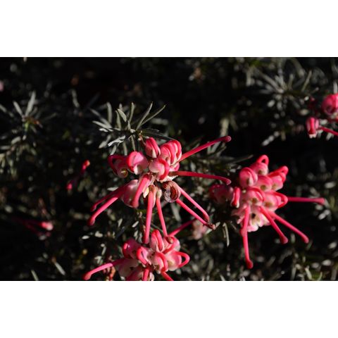 Grevillea rosmarinifolia