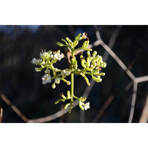 Viburnum schensianum