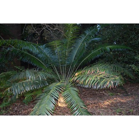 Lepidozamia peroffskiana