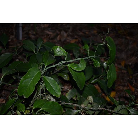 Austrobaileya scandens