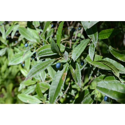 Elaeocarpus reticulatus