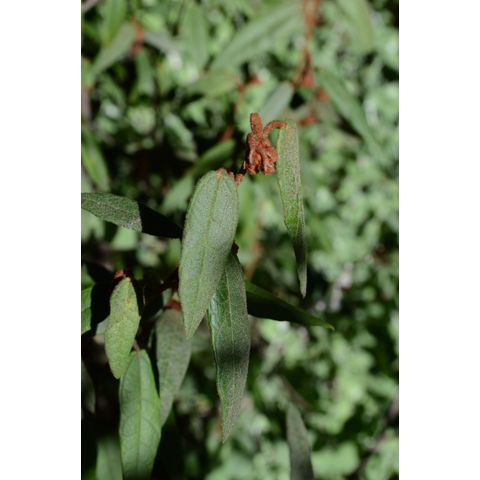 Lasiopetalum macrophyllum (Sterculiaceae)
