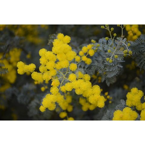 Acacia chinchillensis