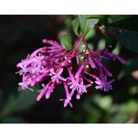 Fuchsia arborescens