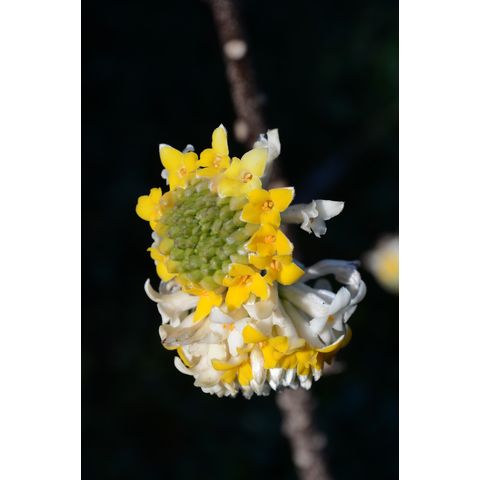 Edgeworthia chrysantha