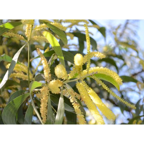 Acacia concurrens