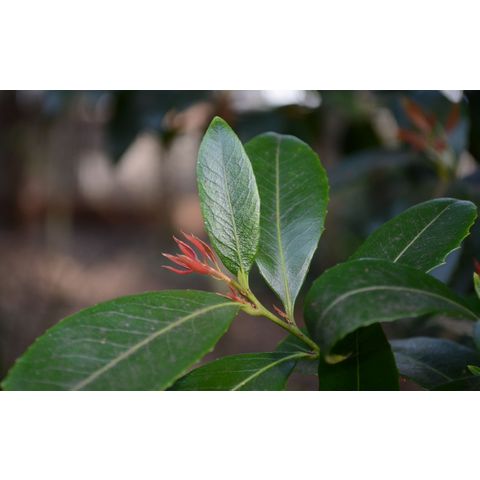 Maytenus bilocularis