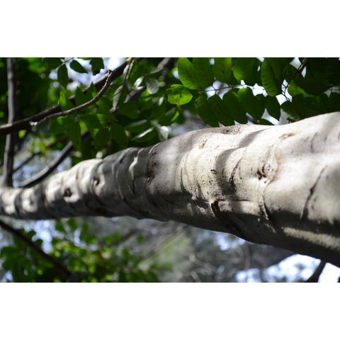 Diploglottis cunninghamii