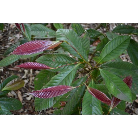 Nothofagus codonandra