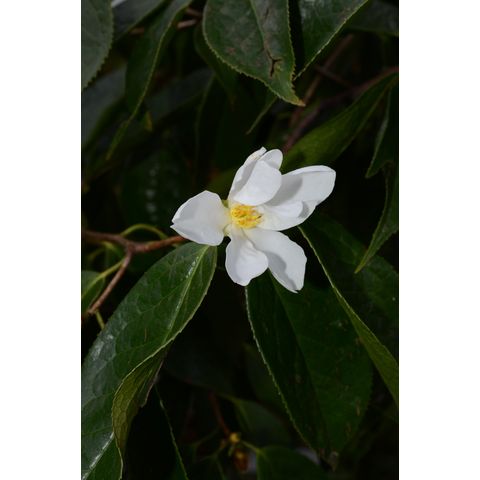 Camellia yuhscennensis