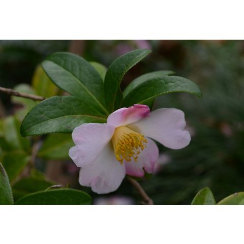 Camellia saluenensis