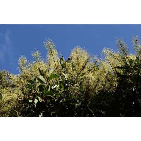 Buckinghamia celsisima (Proteaceae)